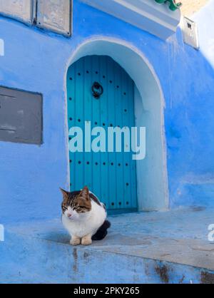 Cat in front of a door in the blue city of Chefchauen in Morocco Stock Photo