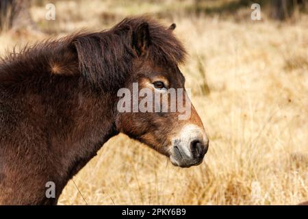 Exmoor pony, Sussex, UK Stock Photo