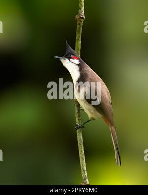 a beautiful young red-whiskered bulbul (Pycnonotus jocosus), perched on a thin branch in the garden. Stock Photo