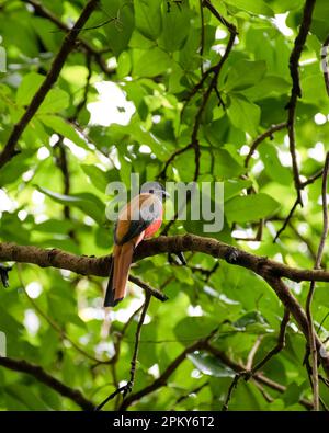 close-up back view of a beautiful and colorful male Malabar Trogon (Harpactes fasciatus) perched on a tree branch with dense foliage at the Bondla wil Stock Photo