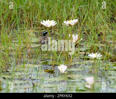 a bronze-winged jacana (Metopidius indicus), walking on aquatic vegetation in a lily pond in the wild. Stock Photo