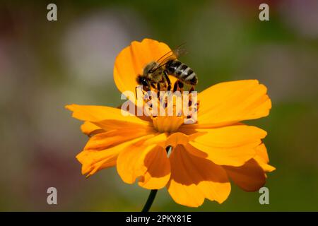 European honey bee, Apis mellifera in Cosmos sulphureus 'Polidor' flower Stock Photo