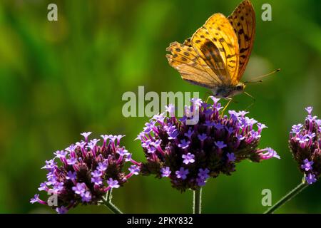 Butterfly Verbena bonariensis Stock Photo