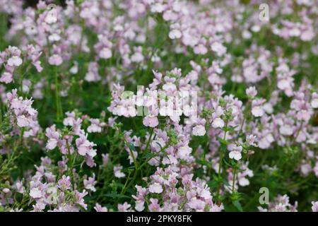 Nemesia denticulata flowers. Stock Photo