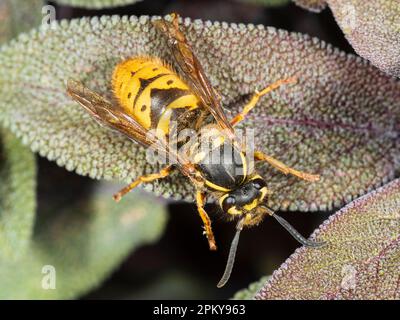 Queen common wasp, Vespula vulgaris, on the spring foliage of purple sage, Salvia officinalis 'Purpurescens' Stock Photo