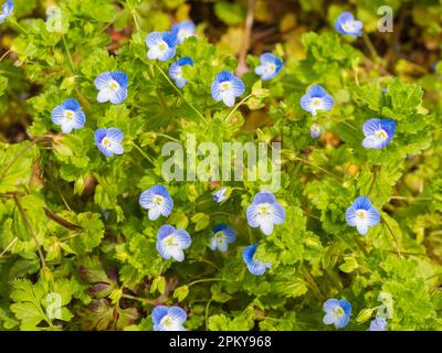 Flowers of the common field speedwell, Veronica persica, an annual UK wildflower and garden weed Stock Photo