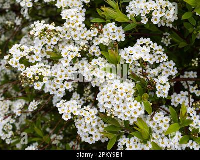 Dense clusters of white spring flowers of the hardy garden shrub, Spiraea nipponica 'Snowmound' Stock Photo