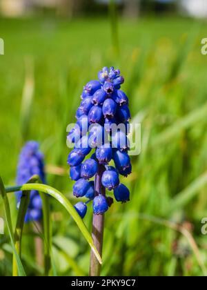 Naturalised blue spring flowering spike of a grape hyacinth bulb, Muscari armenaicum, in a UK meadow Stock Photo