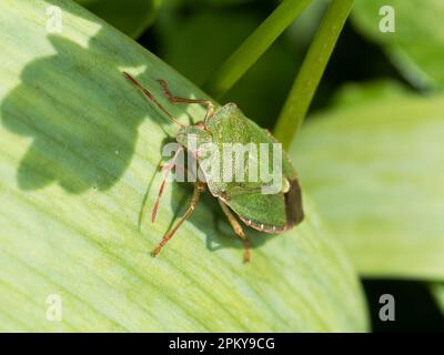 Green adult common shieldbug, Palomena prasina, an UK native commonly found in gardens Stock Photo