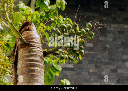 Areca nut palm fruits, Betel Nuts, Betel palm (Areca catechu) hanging on its tree Stock Photo