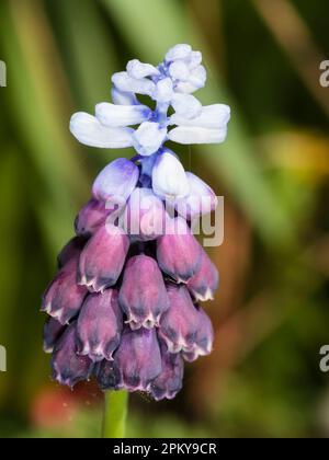 Two toned plum and pale blue flowers in the spike of the hardy, spring blooming grape hyacinth, Muscari latifolium 'Grape Ice' Stock Photo