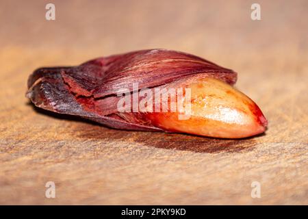 Pine nut fruits of the Paraná pine (Araucaria angustifolia). Stock Photo