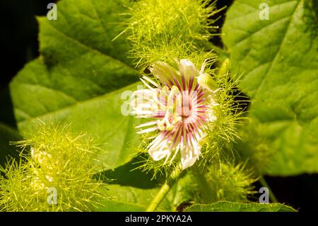 Rambusa, markisa mini (Passiflora foetida) flower blooming, passion flower, in shallow focus Stock Photo