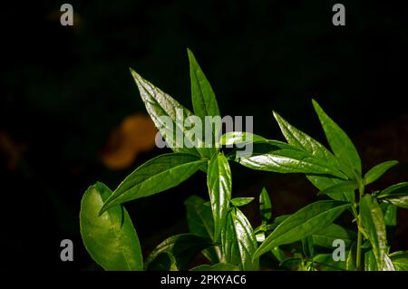Sambiloto (Andrographis paniculata), King of bitters, a herbal plant grows and easy to find in Indonesia Stock Photo