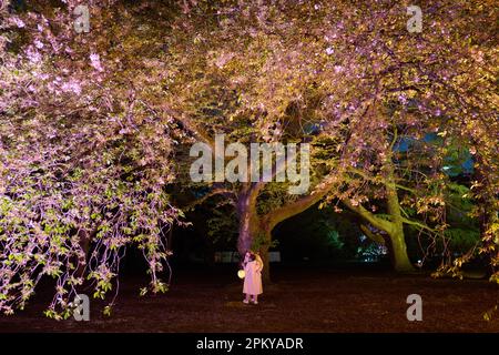 Tokyo, Japan. 10th Apr, 2023. People enjoy the view of illuminated blooming cherry blossoms at the Sakura Night Garden Illumination at Shinjuku Gyoen park in Tokyo, Japan, April 10, 2023. Credit: Zhang Xiaoyu/Xinhua/Alamy Live News Stock Photo