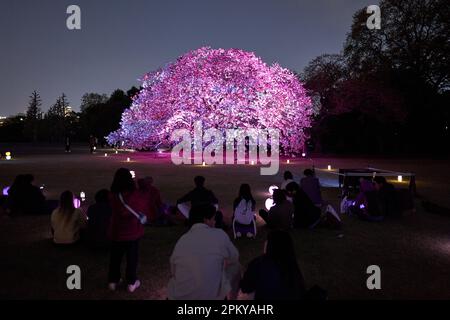 Tokyo, Japan. 10th Apr, 2023. People enjoy the view of illuminated blooming cherry blossoms at the Sakura Night Garden Illumination at Shinjuku Gyoen park in Tokyo, Japan, April 10, 2023. Credit: Zhang Xiaoyu/Xinhua/Alamy Live News Stock Photo