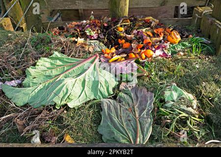 Rhubarb leaves, grass clippings and kitchen waste on compost heap pile in wooden pallet bin in spring garden Carmarthenshire Wales UK   KATHY DEWITT Stock Photo
