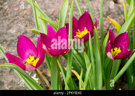 Alpine, Dwarf, Tulips, Tulipa humilis 'Persian Pearl' Stock Photo