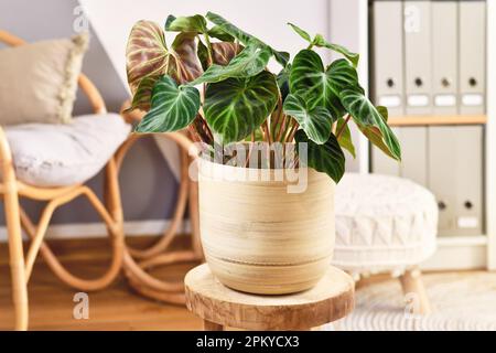 Topical 'Philodendron Verrucosum' houseplant with dark green veined velvety leaves in flower pot Stock Photo