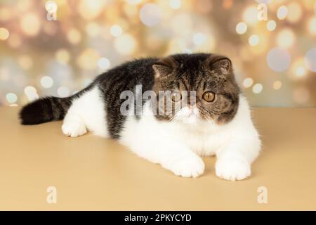 A beautiful exotic shorthair cat plays on the colorful festive background of the studio. Color black tabby with white Stock Photo