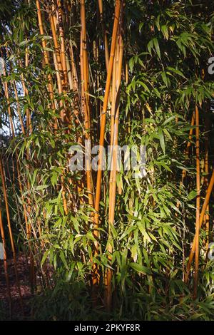 Phyllostachys aureosulcata f. spectabilis stems in Autumn. Stock Photo