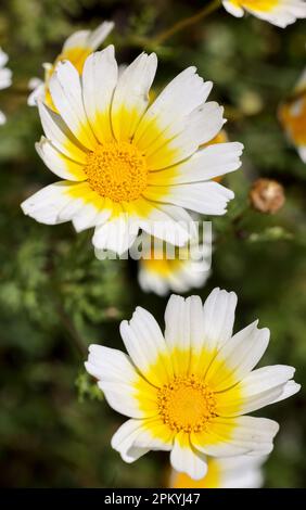 Crown daisies flowering Stock Photo