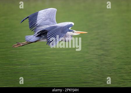 Large Grey Stork flying low over green water surface with wings spread Stock Photo