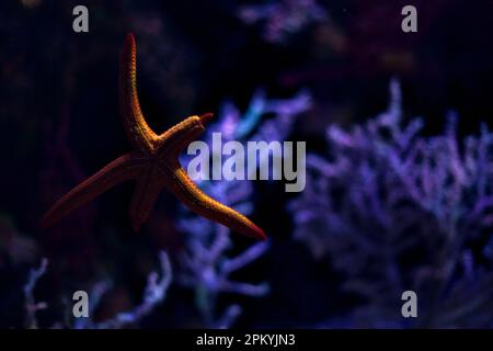Starfish  in the tank of an aquarium seen up close Stock Photo