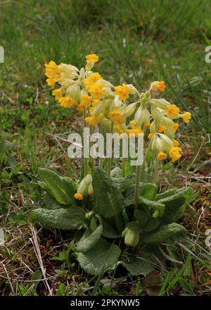 Blooming flowers Primula officinalis in nature Stock Photo