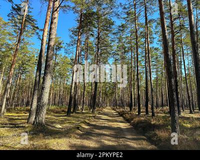 road in the forest. Driven forest road for cars between beautiful pine trees under a blue sky. Stock Photo
