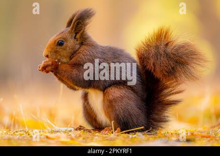 Adorable red squirrel sitting on dry grass and eating nut while looking away in autumn forest Stock Photo