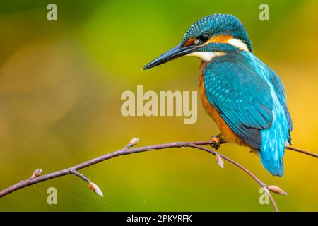 Adorable colorful bright kingfisher with blue feathers sitting on thin branch against green background in nature Stock Photo