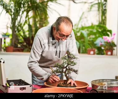 Concentrated elderly male bonsai keeper in casual wear and eyeglasses preparing tree for planting while taking care of roots Stock Photo
