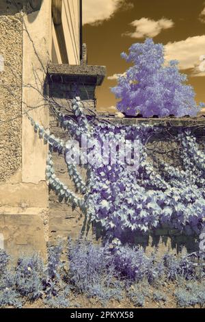 Infrared shot of thick vine creeping up brick fence and building wall in countryside settlement Stock Photo