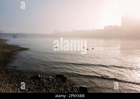Stone coast near ducks on water of river between fog at sunrise Stock Photo