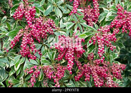 Lily of the Valley Shrub, Pieris japonica 'Ralto' Stock Photo