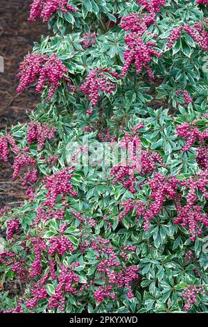 Lily of the Valley Shrub, Pieris japonica 'Ralto' Stock Photo