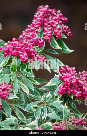 Japanese Andromeda, Pieris japonica 'Ralto', Pieris, Flowering, Early spring, Bloom, Small bells Stock Photo