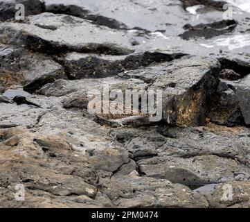 Common curlew amongst rocks. Eurasian curlew, Numenius arquata Stock Photo