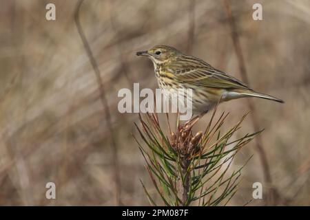 Meadow pipit (Anthus pratensis) at Tentsmuir Forest in Fife, Scotland. Stock Photo