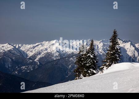 WA23290-00...WASHINGTON - The interior summits of the Olympic Range including Mount Olympus from Hurricane Ridge in Olympic National Park. Stock Photo