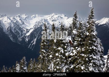 WA23300-00...WASHINGTON - Snow covered summits and glaicers of the Olympic Range viewed from Hurricane Ridge in Olympic National Park. Stock Photo