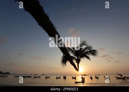 a Palmtree at Beach and Landscape of Sairee Beach at the Town of Sairee Village on the Ko Tao Island in the Province of Surat Thani in Thailand,  Thai Stock Photo