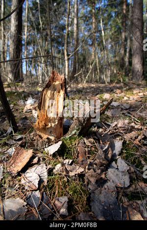 photo of an old split stump in the woods Stock Photo