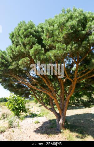 Scotch pine tree, Pinus sylvestris tree shape Pinus sylvestris "Bayeri" Stock Photo