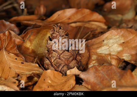 Autumnal background with pine cone and brown beech leaves Stock Photo