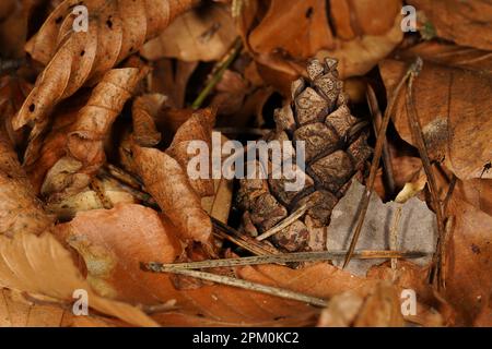 Background with brown leaves, pine cones and pine needles on the forest floor in autumn Stock Photo