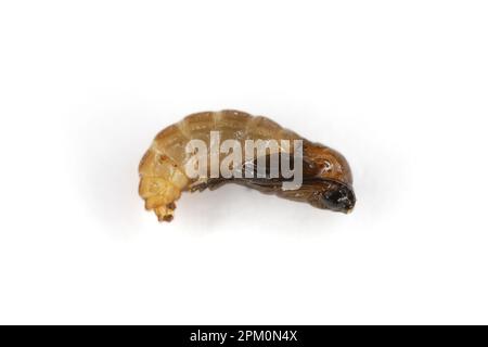 Fungus Gnat Pupa