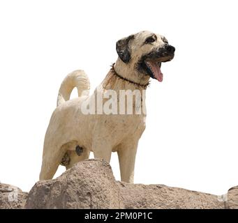 Kangal, Sivas, Turkey- 17 June 2021. Sivas ilinin sembolü Kangal dog statue in Kangal district Stock Photo