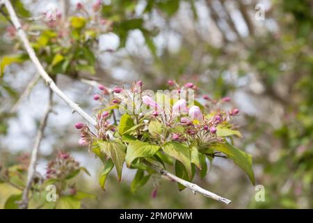 Kolkwitzia amabilis - beauty bush. Stock Photo